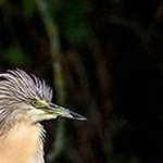 IMG_6758 Crabier chevelu